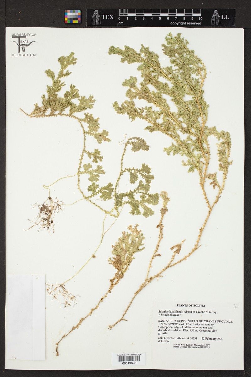 Selaginella asplundii photo 3
