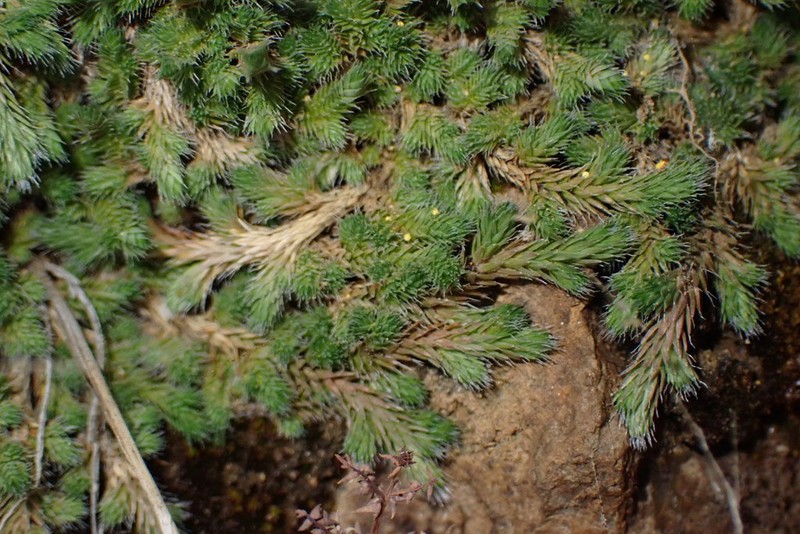 Bluish Spikemoss