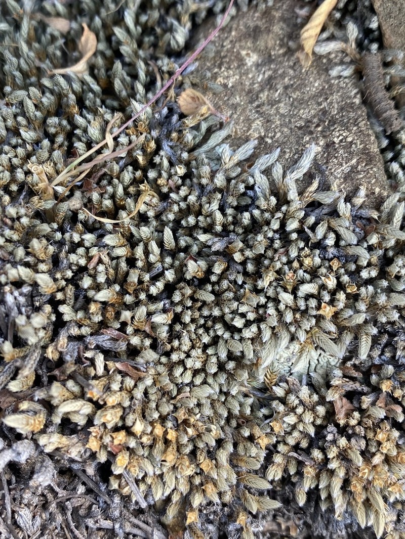 Bluish Spikemoss photo 2