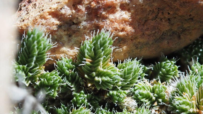 Bluish Spikemoss photo 3