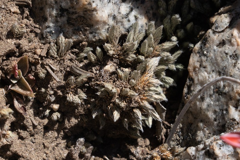 Bluish Spikemoss photo 4