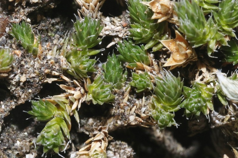 Bluish Spikemoss photo 5