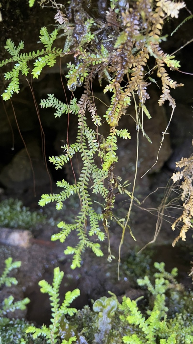Selaginella atirrensis photo 2