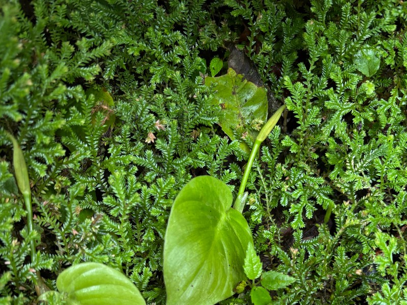 Selaginella atirrensis photo 3