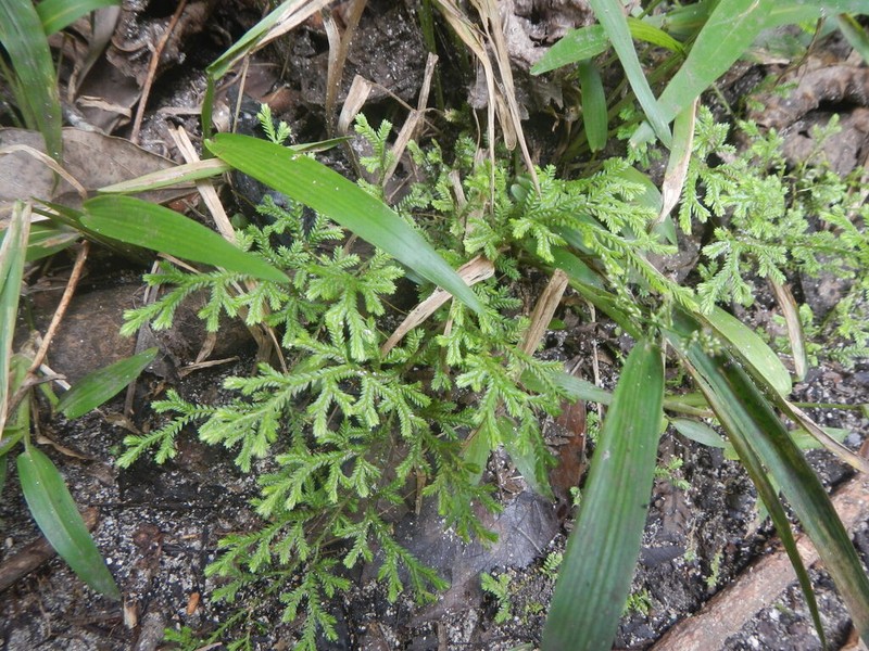 Selaginella atirrensis photo 4