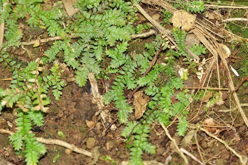 Selaginella atirrensis photo 5