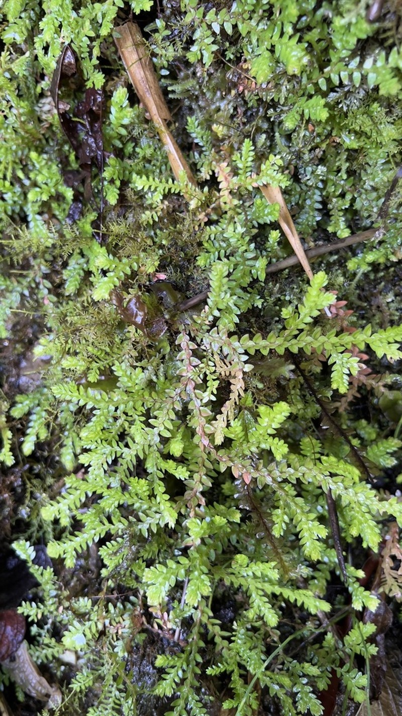 Selaginella atirrensis photo 6