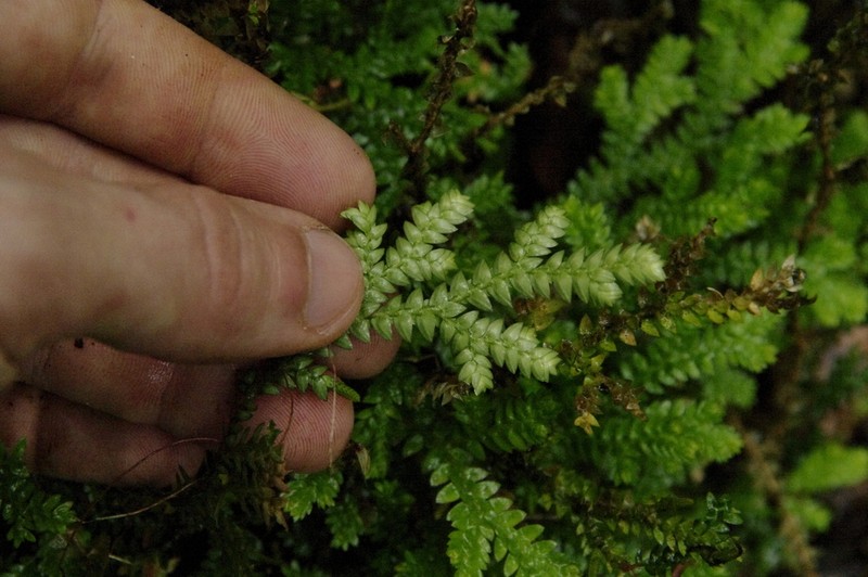 Selaginella atirrensis photo 7