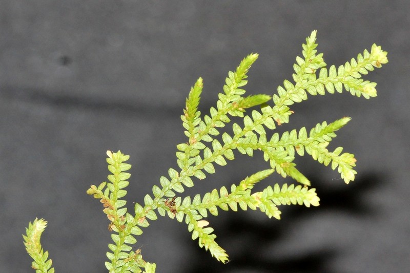 Selaginella atirrensis photo 8