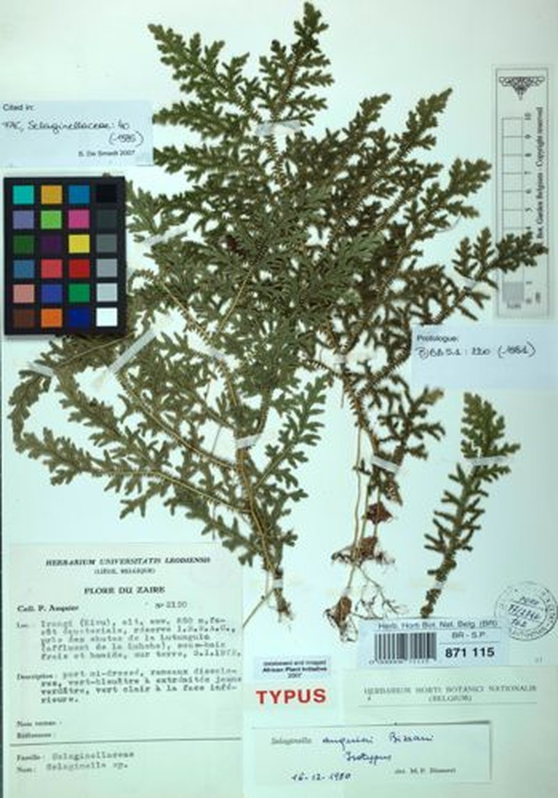 Selaginella auquieri