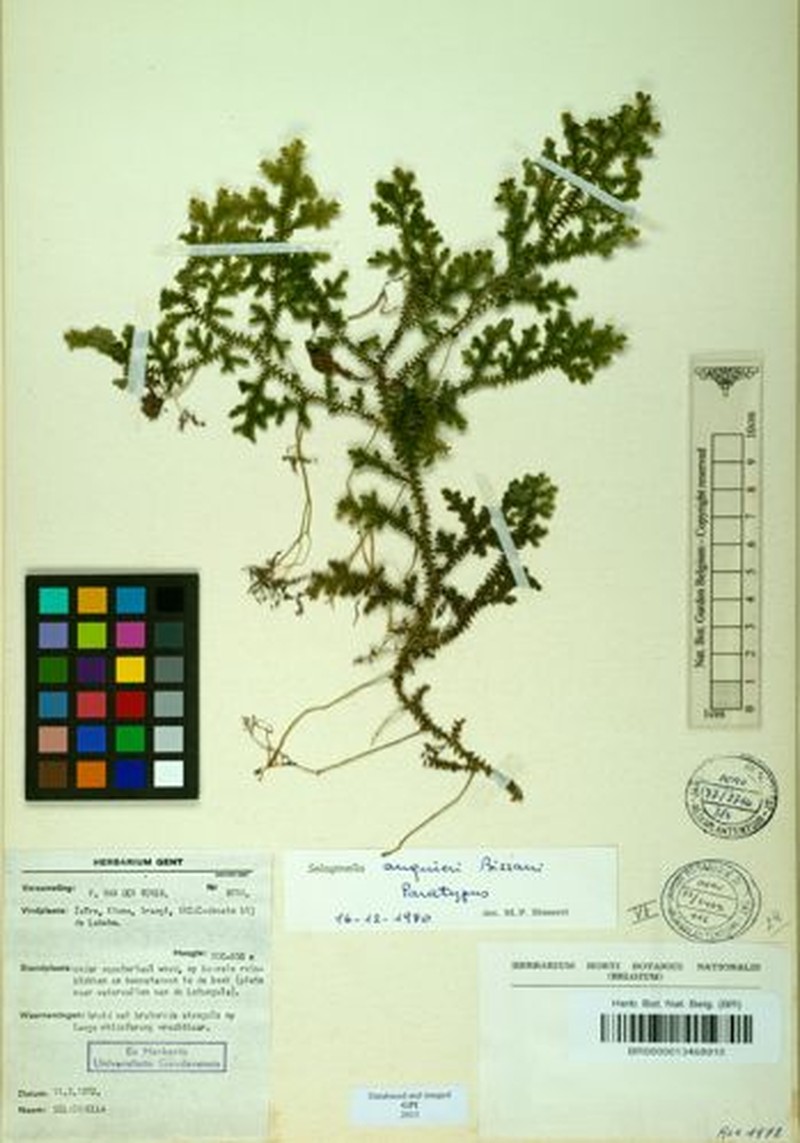 Selaginella auquieri photo 2