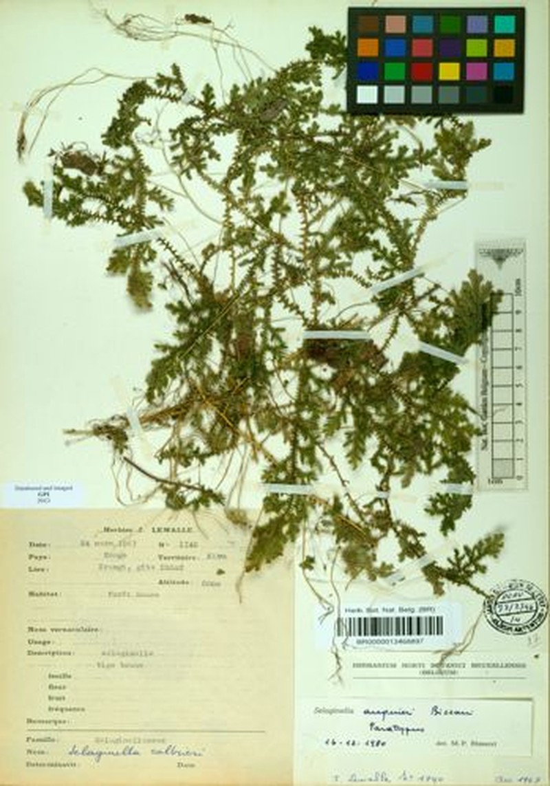 Selaginella auquieri photo 3