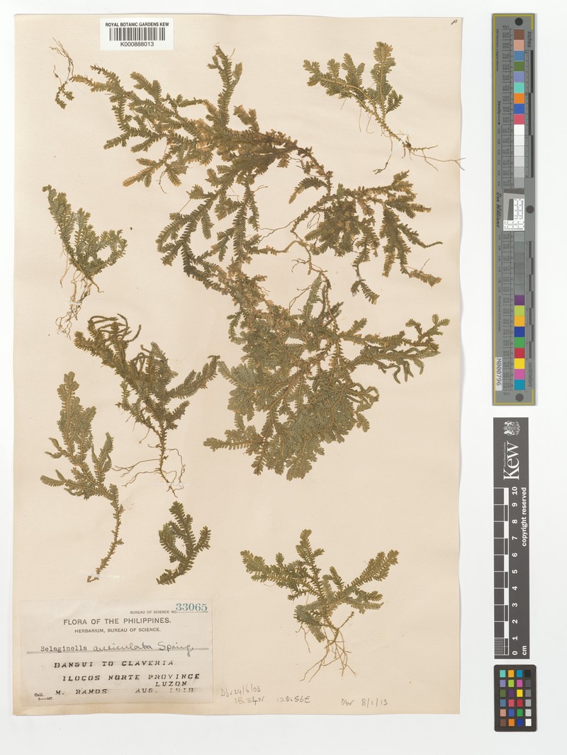 Selaginella auriculata