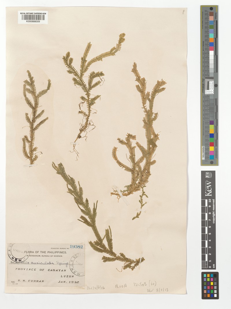 Selaginella auriculata photo 2