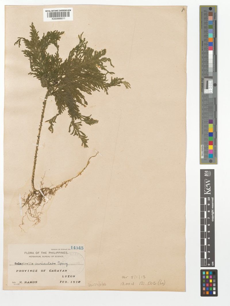 Selaginella auriculata photo 3