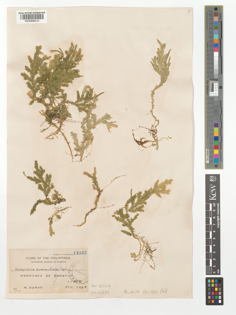 Selaginella auriculata photo 4