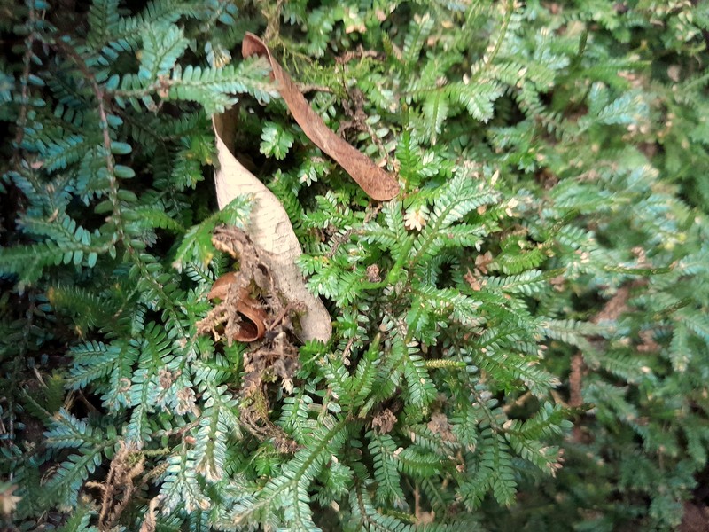 Selaginella australiensis