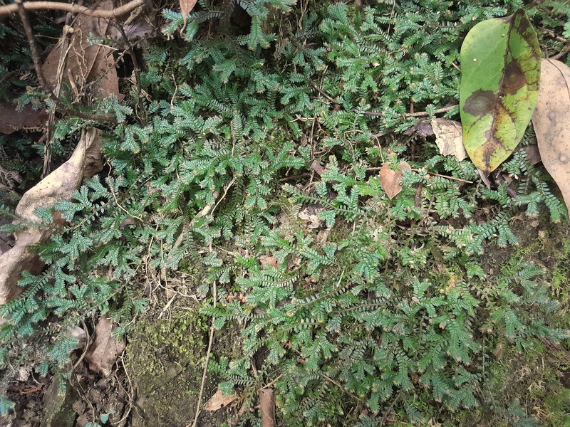 Selaginella australiensis photo 2