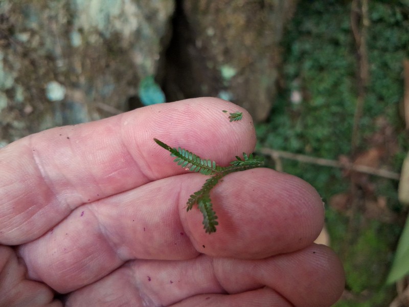 Selaginella australiensis photo 3