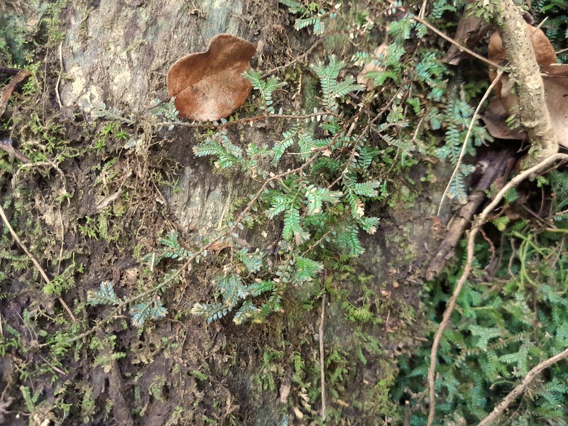 Selaginella australiensis photo 4