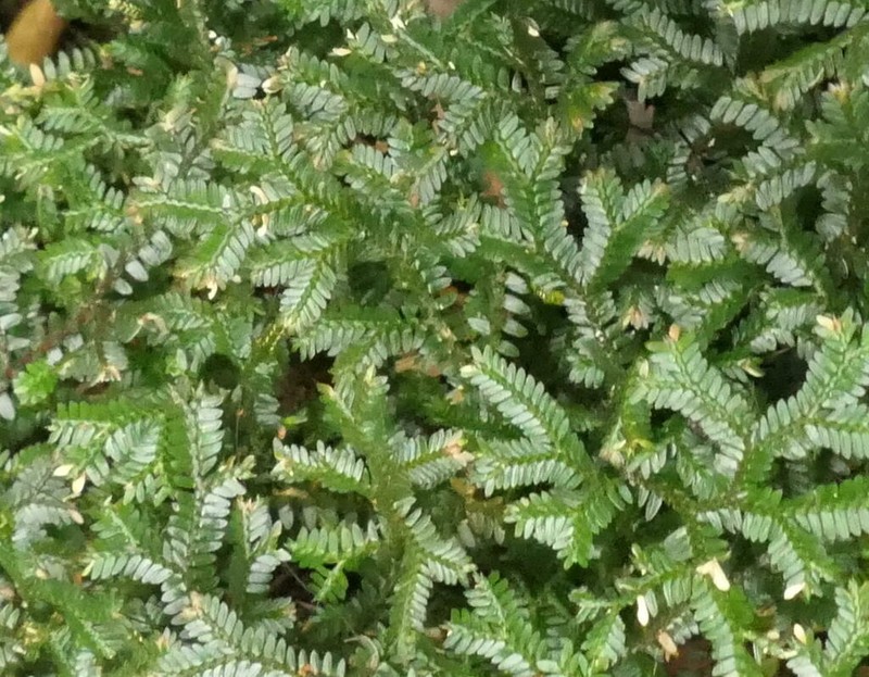 Selaginella australiensis photo 5