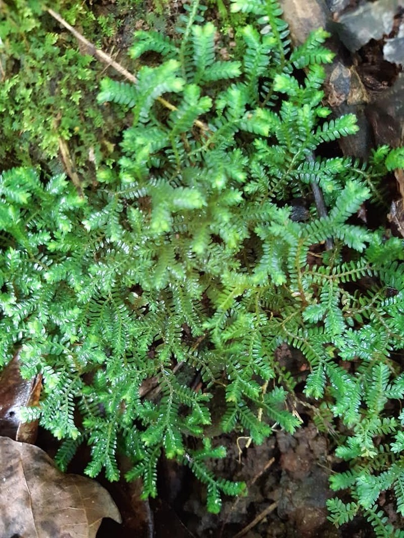 Selaginella australiensis photo 6