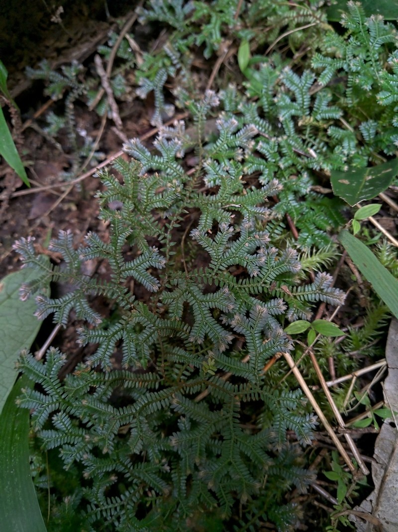 Selaginella australiensis photo 7