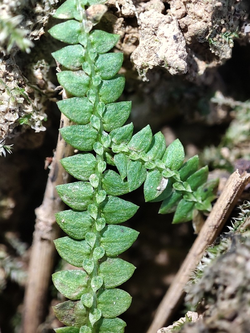 Selaginella austro-orientalis