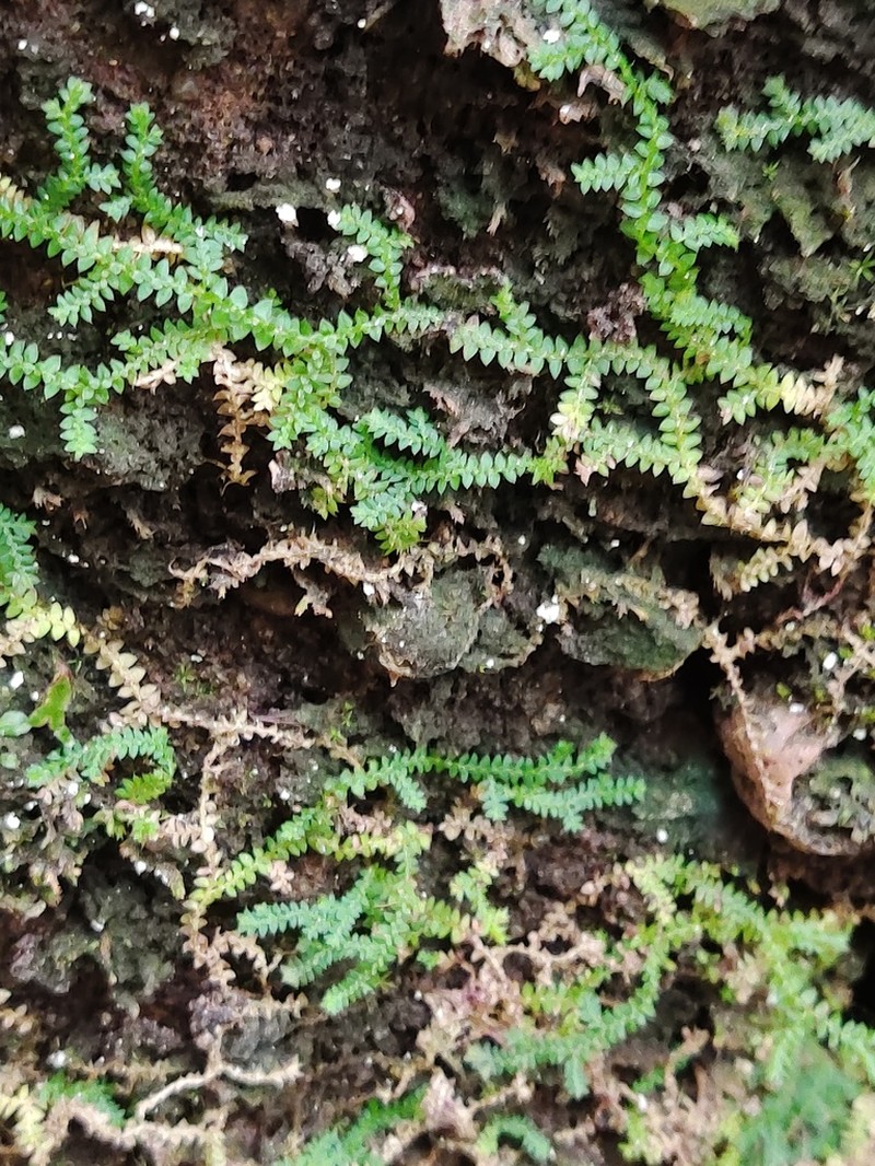 Selaginella austro-orientalis photo 2