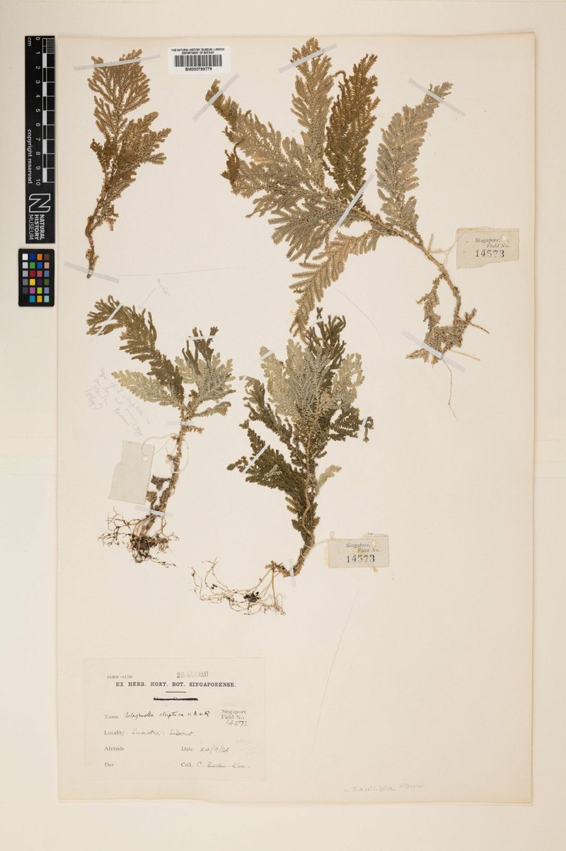 Selaginella axillifolia