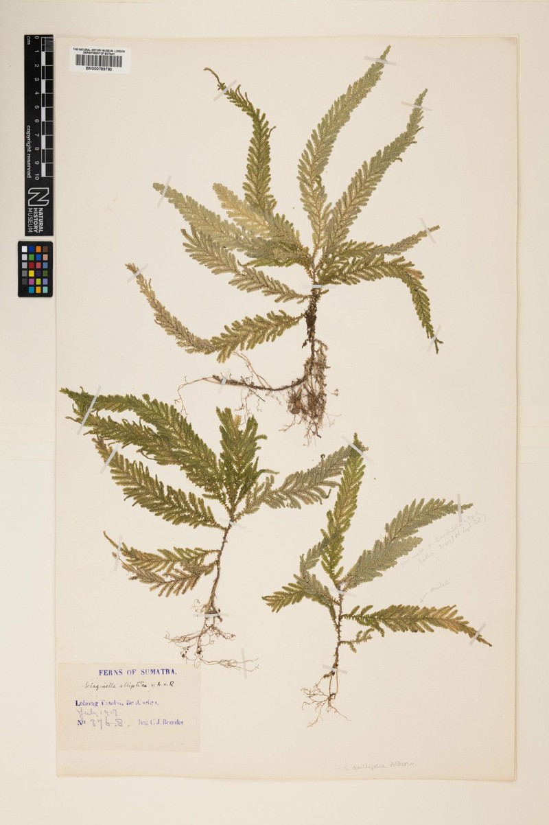 Selaginella axillifolia photo 2