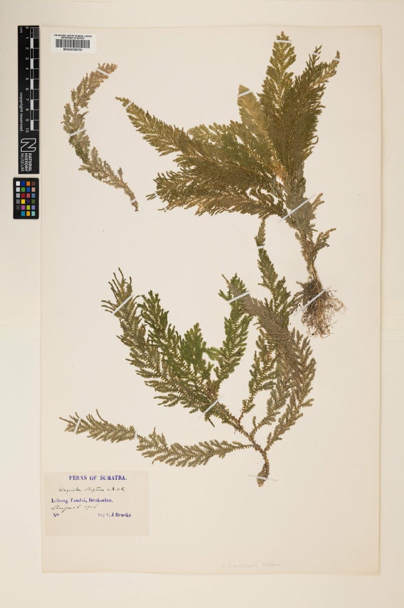 Selaginella axillifolia photo 3