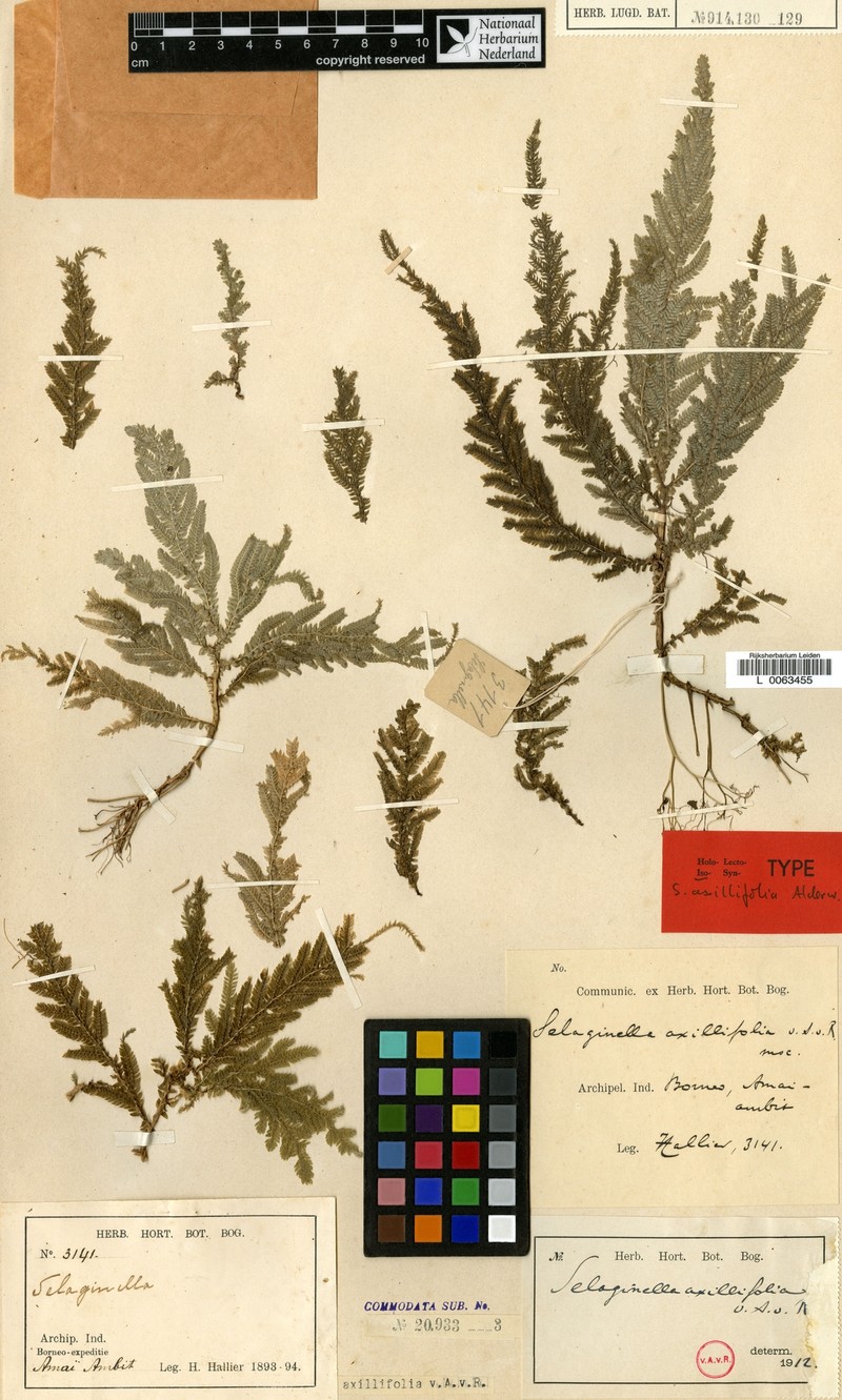 Selaginella axillifolia photo 4