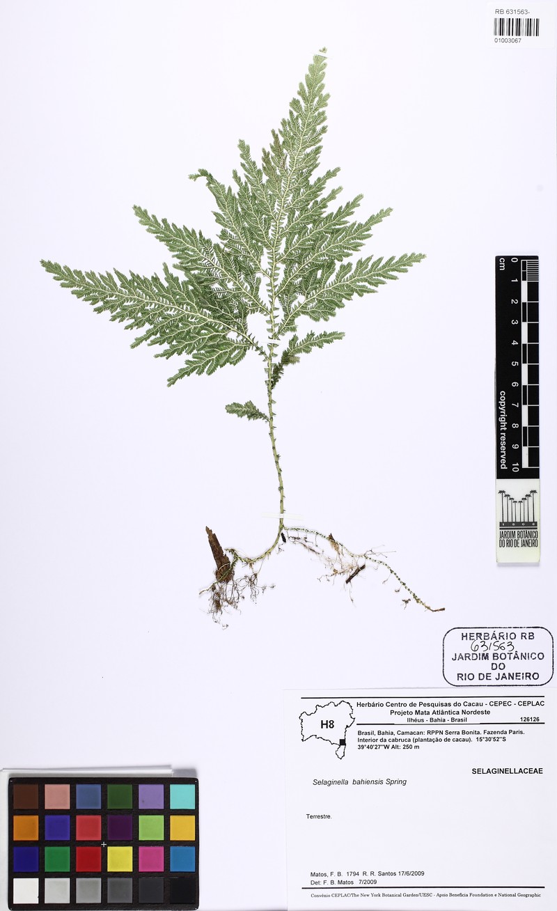 Selaginella bahiensis