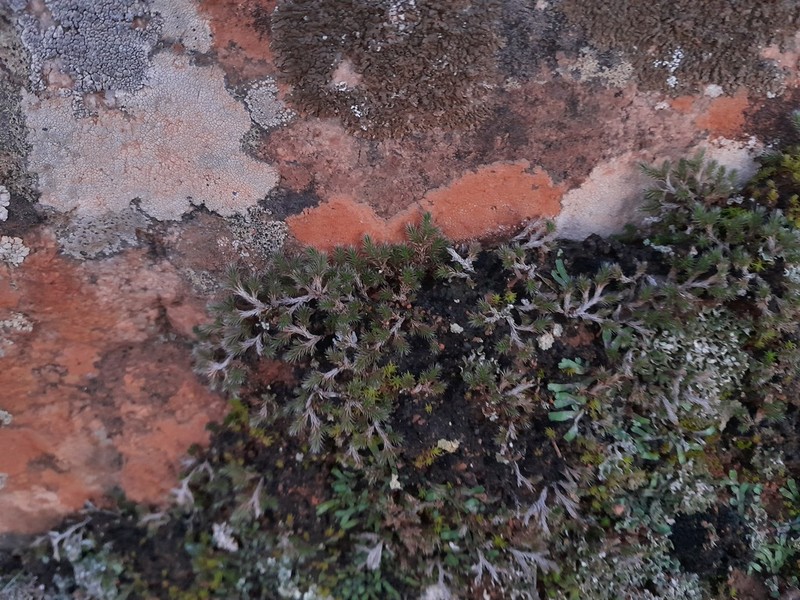 Selaginella balansae