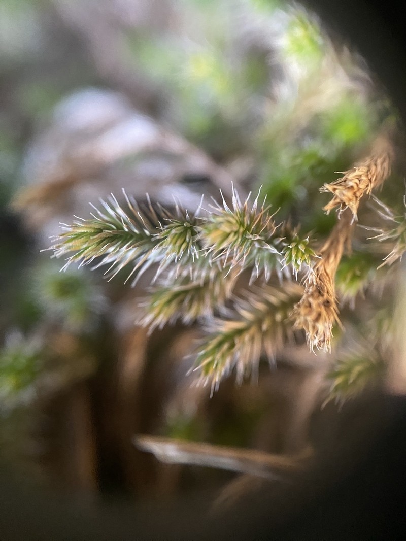 Selaginella balansae photo 2