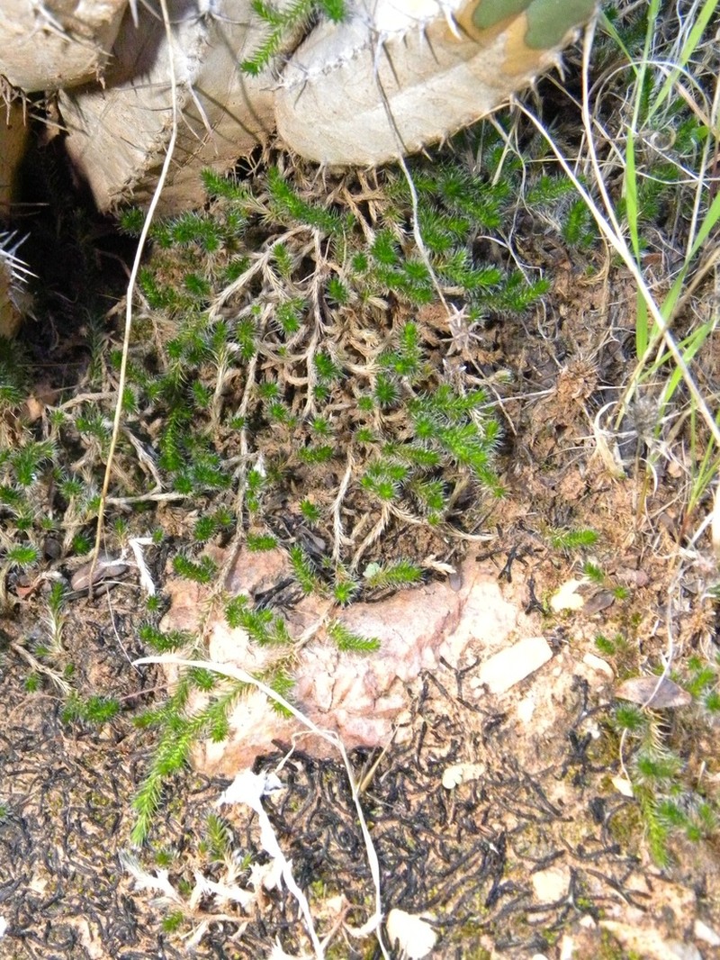 Selaginella balansae photo 3