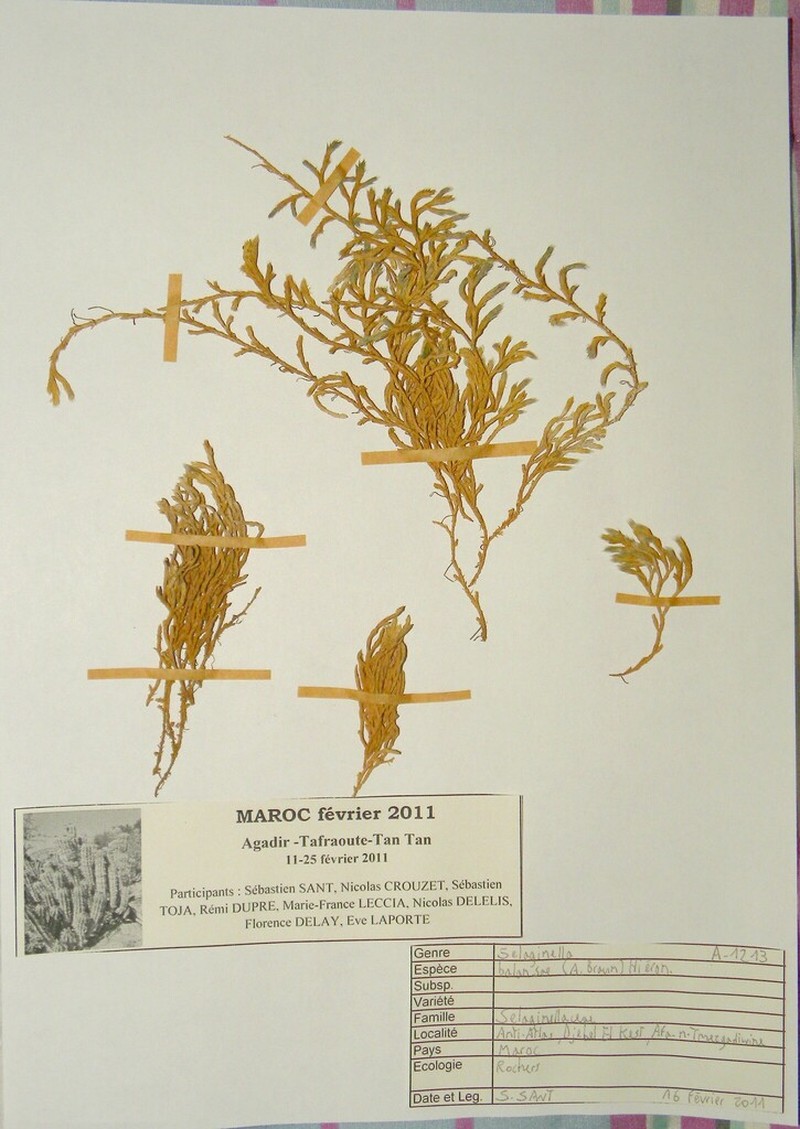Selaginella balansae photo 4