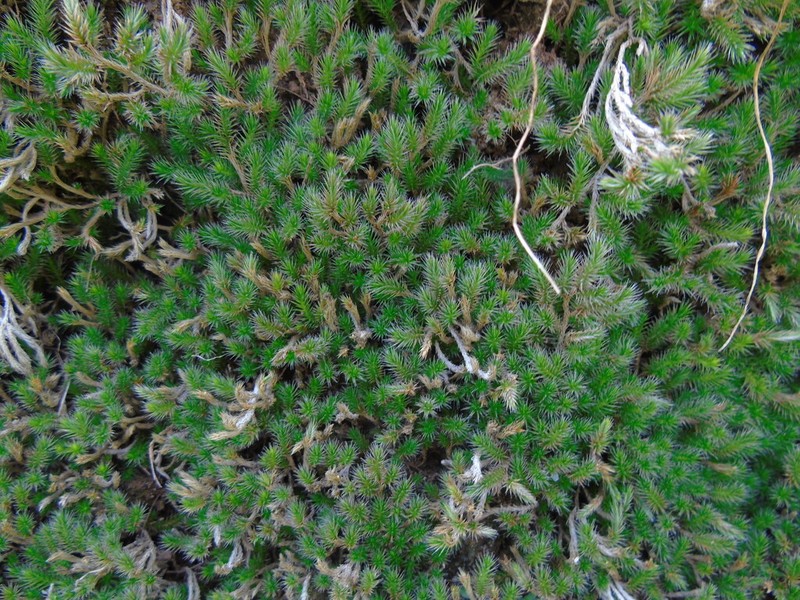 Selaginella balansae photo 5