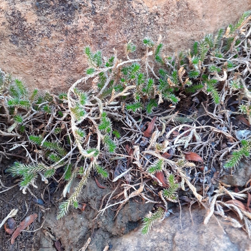 Selaginella balansae photo 6