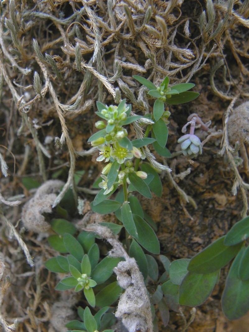 Selaginella balansae photo 7
