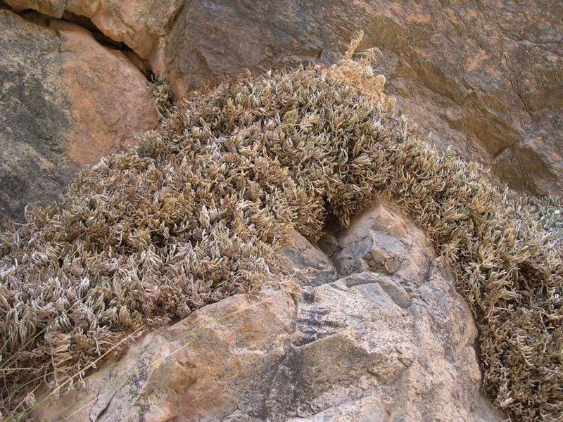 Selaginella balansae photo 8