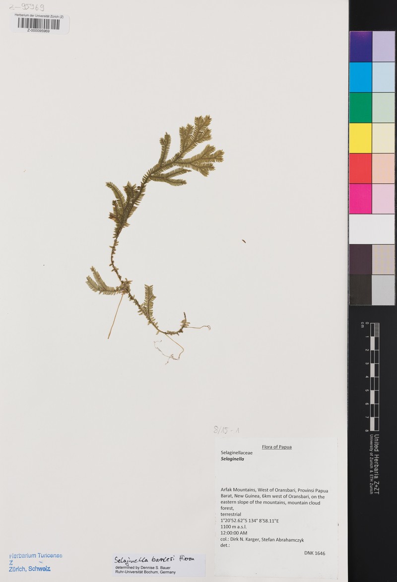 Selaginella bamleri