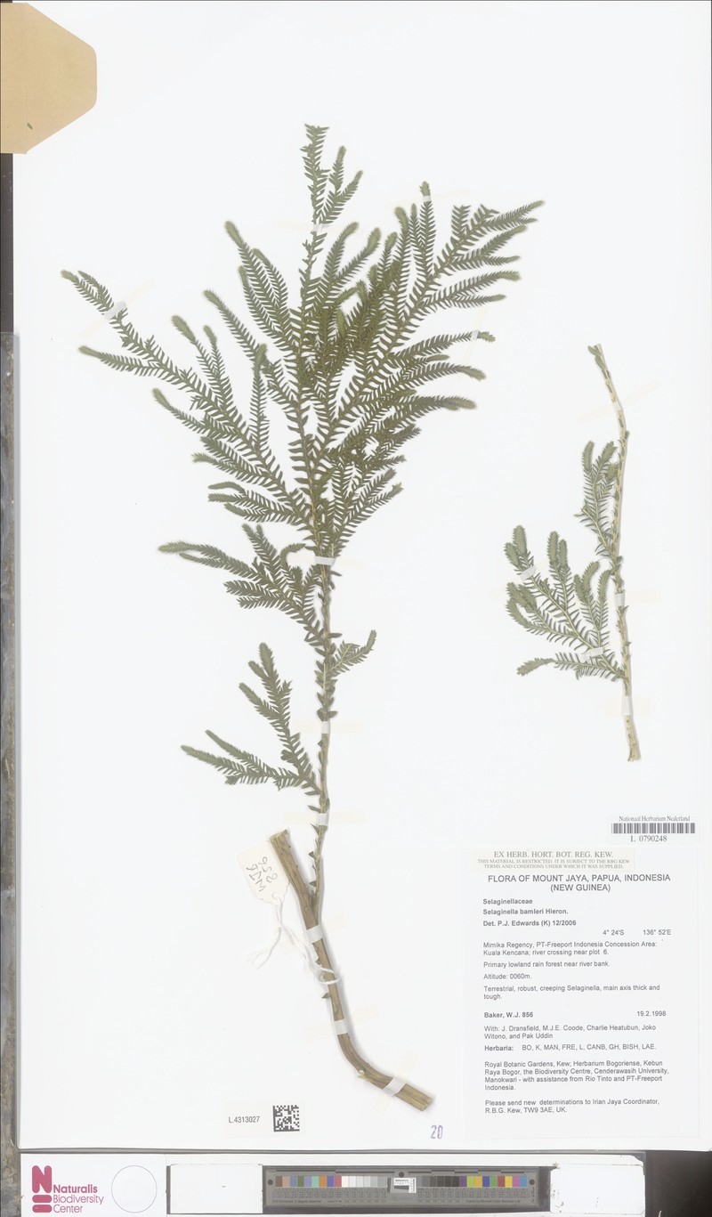 Selaginella bamleri photo 2
