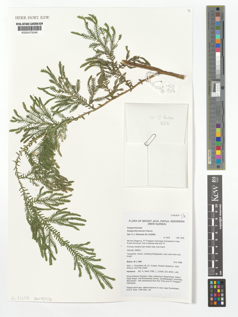Selaginella bamleri photo 3
