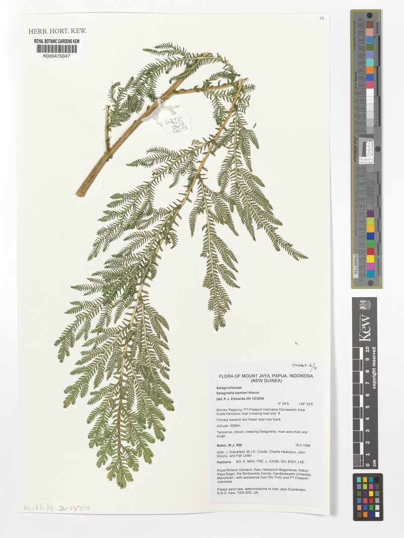 Selaginella bamleri photo 4