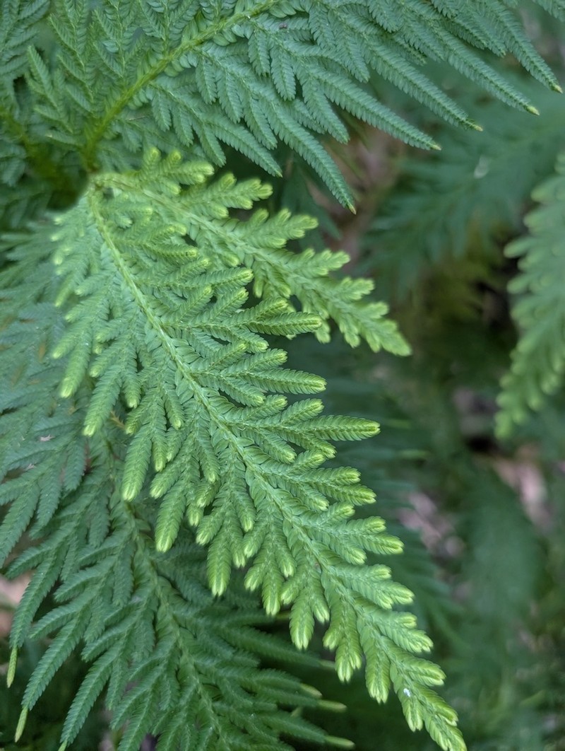 Selaginella banksii
