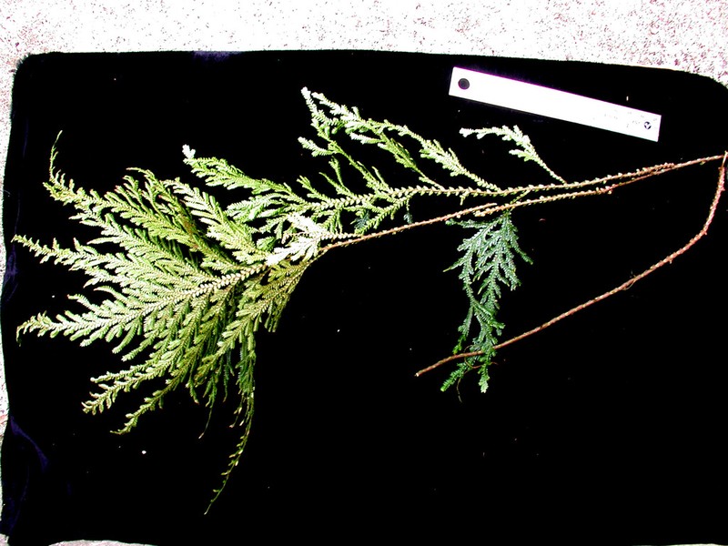 Selaginella banksii photo 2