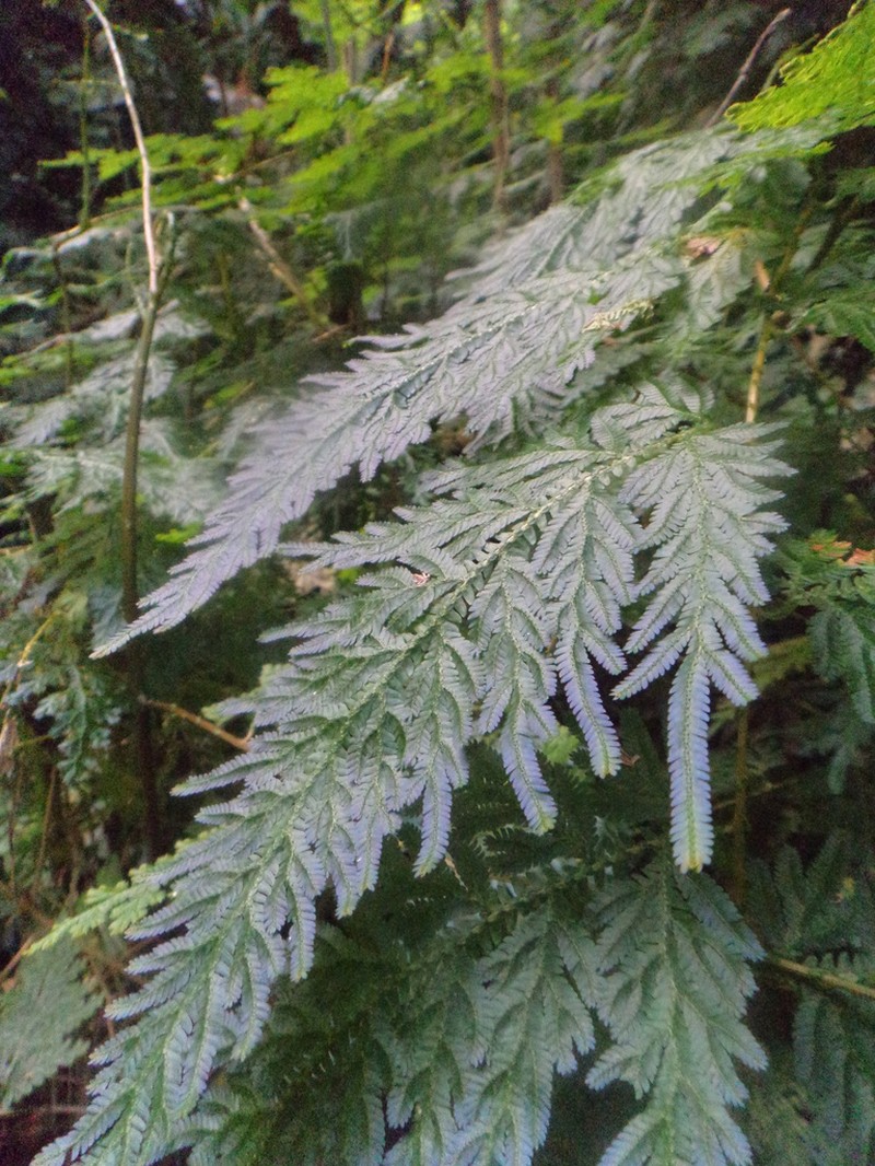 Selaginella banksii photo 3