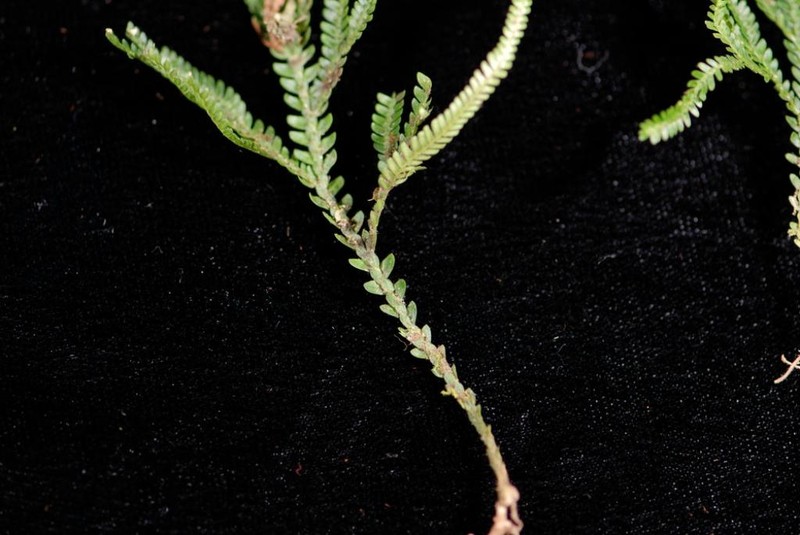 Selaginella banksii photo 4